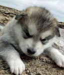 Rex - Malamute d'Alaska M&acirc;le (2 mois)