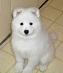 lola - Malamute d'Alaska (10 mois)