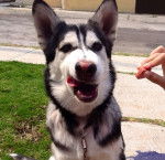 Rex - Malamute d'Alaska Mâle (7 mois)