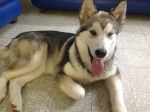 Kendra - Malamute d'Alaska (5 mois)