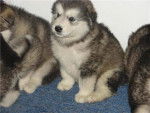 chiots - Malamute d'Alaska Mâle