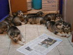chiots - Malamute d'Alaska Mâle