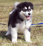 Chart - Malamute d'Alaska M&acirc;le (4 mois)