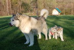 Crystal, Scout, and Champ - Malamute d'Alaska
