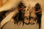 Crystal's Puppies - Malamute d'Alaska