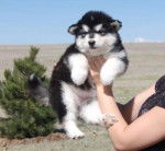 Nivar - Malamute d'Alaska (4 mois)