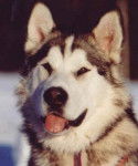 Malamute d'Alaska - Malamute d'Alaska