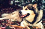 Malamute d'Alaska - Malamute d'Alaska