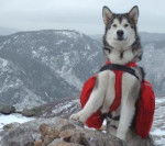 Malamute d'Alaska - Malamute d'Alaska