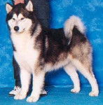 Malamute d'Alaska - Malamute d'Alaska