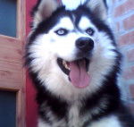 luna - Malamute d'Alaska (1 an)