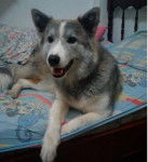 lley - Malamute d'Alaska (7 mois)