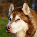 Photo Malamute d'Alaska