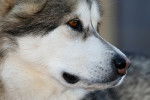 Photo Malamute d'Alaska