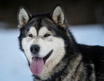 La tête d'un Malamute