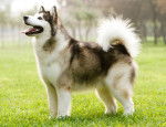 La morphologie d'un Malamute