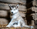Un chiot Malamute assis dans une niche en bois