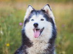 Photo Malamute d'Alaska