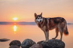 Un Malamute se tient sur un rocher au coucher du soleil
