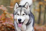 Un Malamute pendant une promenade en automne