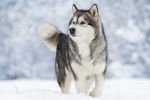 Un Malamute se promène en hiver