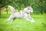 Un Malamute d'Alaska en train de courir dans un pré