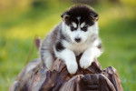 Un chiot Malamute d'Alaska assis sur un tronc d'arbre