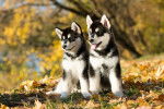 Deux chiots Malamutes d'Alaska dans une forêt en automne