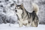 Un Malamute marche dans la neige