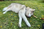 Un Malamute d'Alaska allongé sur un terrain herbeux