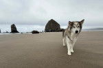Un Malamute d'Alaska marchant sur une surface sableuse