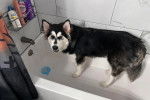 Un Malamute d'Alaska dans une baignoire