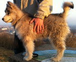 Grim - Malamute d'Alaska Mâle (5 mois)