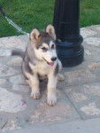 Draco - Malamute d'Alaska Mâle (6 mois)