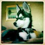 Fox - Malamute d'Alaska Mâle (6 mois)