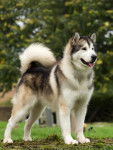 Scar - Malamute d'Alaska M&acirc;le (11 mois)