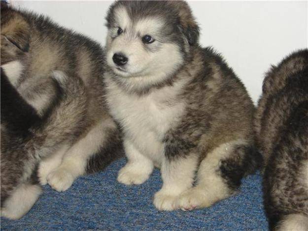 cachorros - Malamute d'Alaska (2 mois)