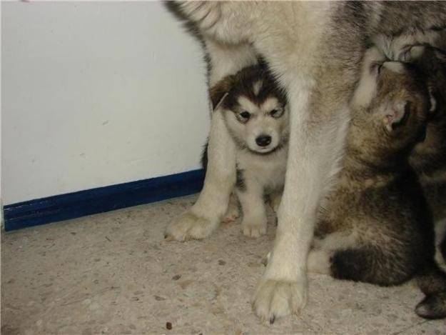 cachorros - Malamute d'Alaska (2 mois)