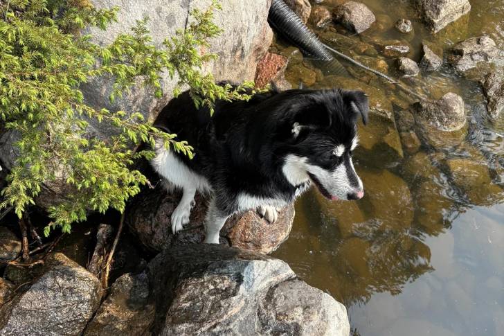 Un Malamute d'Alaska assis sur une pierre