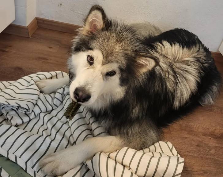Un Malamute d'Alaska allongé sur un plancher en bois