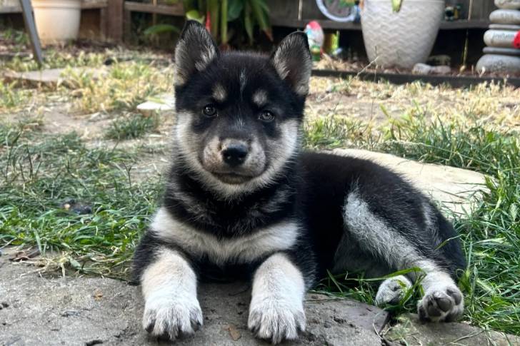 Un Malamute d'Alaska allongé sur une surface herbacée et regardant vers la caméra