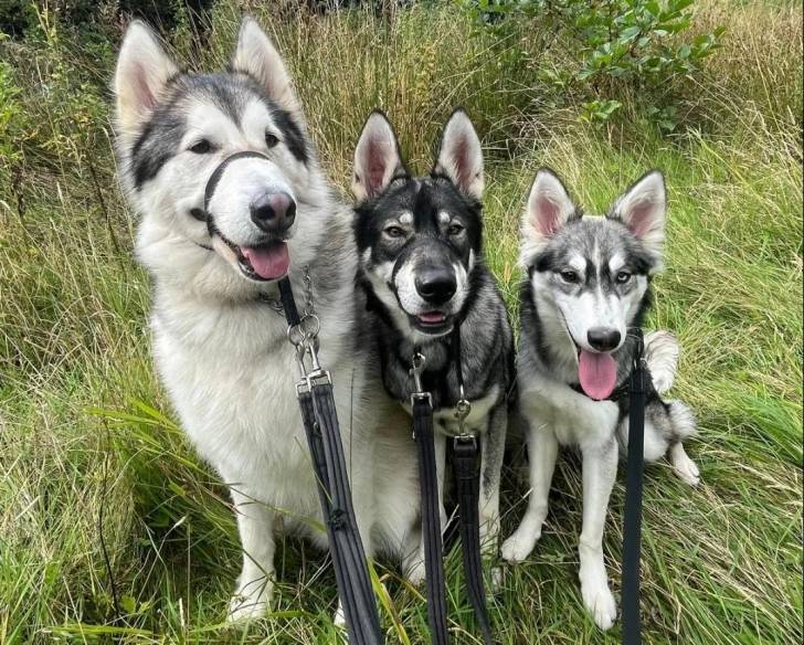 Trois Malamute d'Alaska assis sur un terrain herbeux