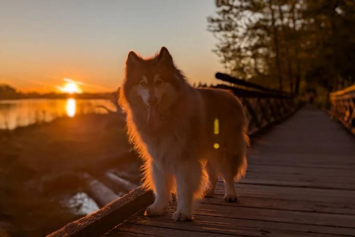 Un Malamute d'Alaska sur un pont et tirant la langue