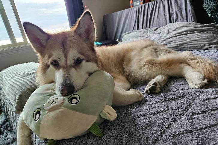 Un Malamute d'Alaska allongé sur un lit et tenant un doudou dans sa gueule