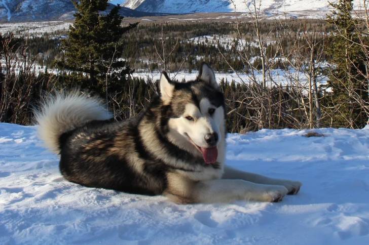 Un Malamute d'Alaska allongé sur une surface enneigée et tirant la langue