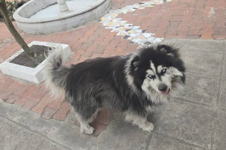 Un Malamute d'Alaska marchant dans la rue