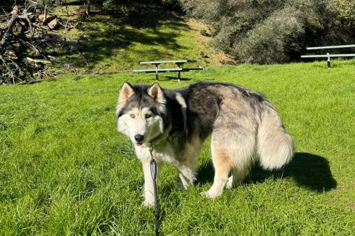 Un Malamute d'Alaska marchant sur un terrain herbeux et tenu en laisse