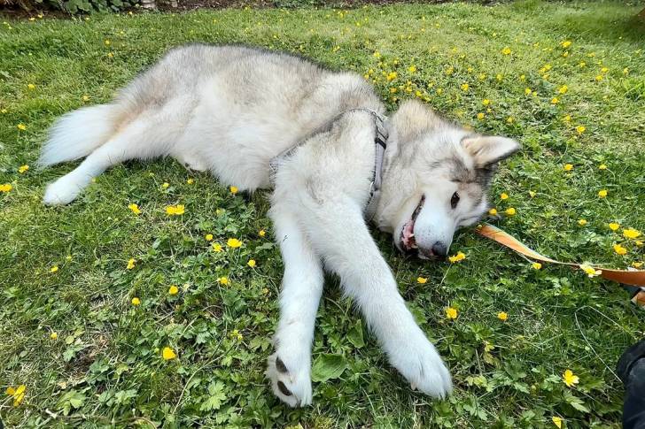 Un Malamute d'Alaska allongé sur un terrain herbeux