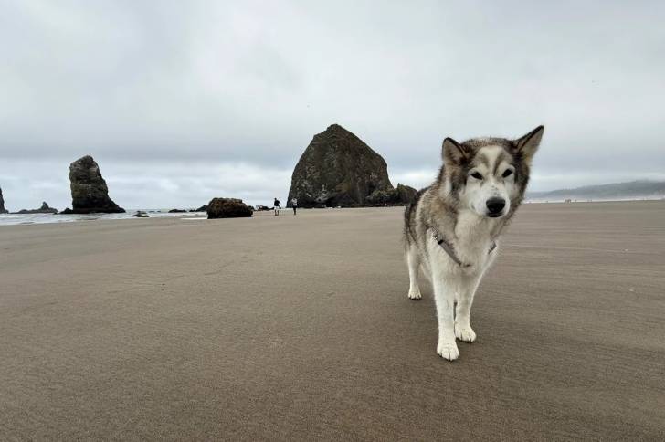 Un Malamute d'Alaska marchant sur une surface sableuse