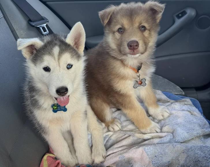 Deux Malamute d'Alaska assis dans un véhicule et portant chacun un collier autour du cou